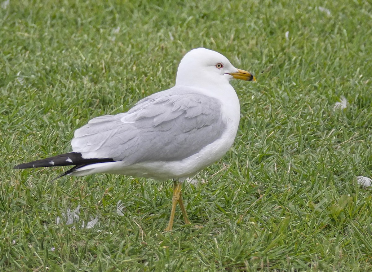 Ring-billed Gull - David Chang