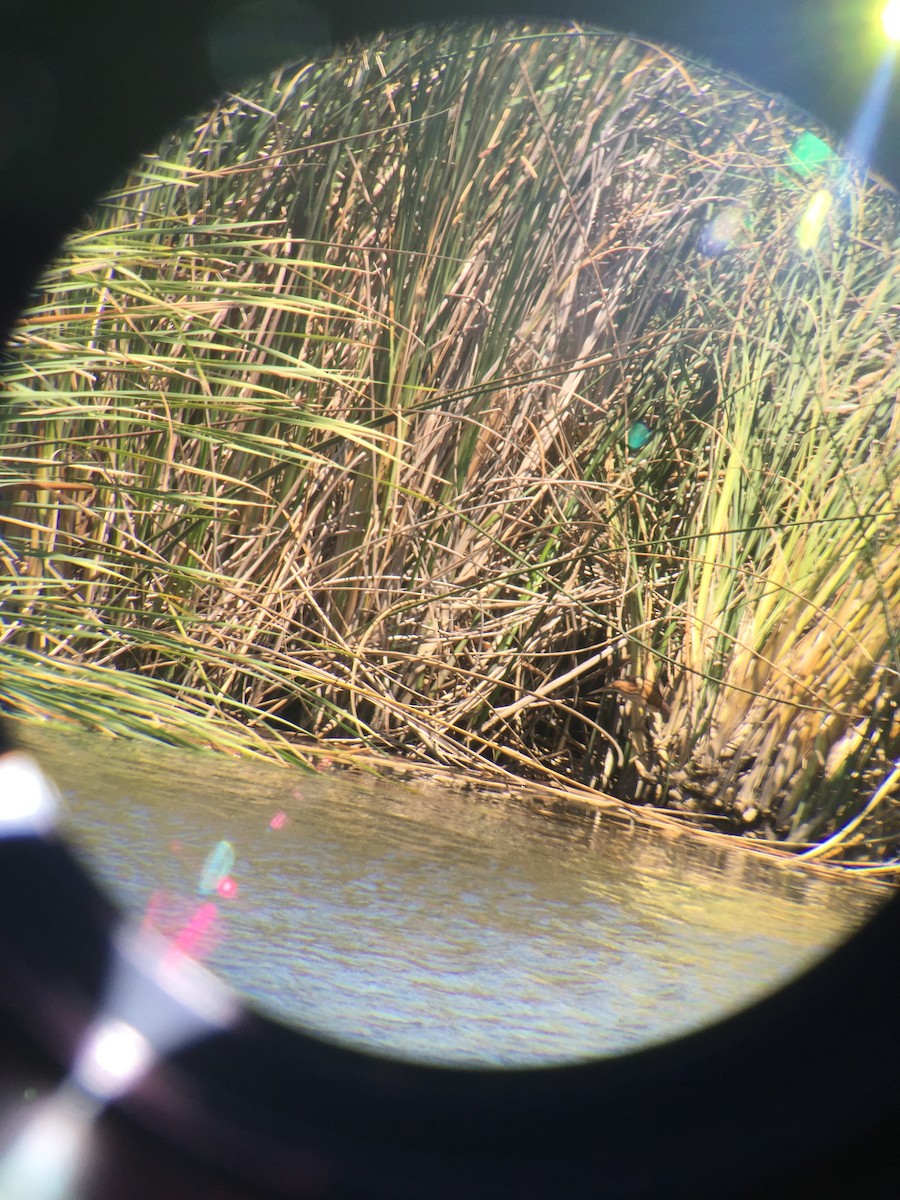 Least Bittern - Donald Kirker