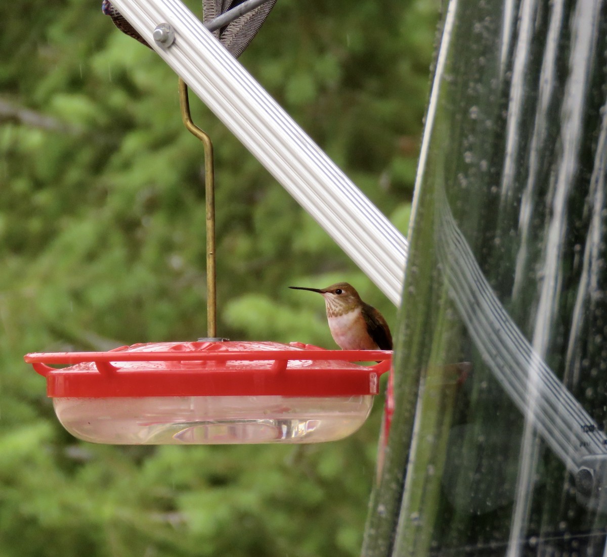 Rufous Hummingbird - ML169014861