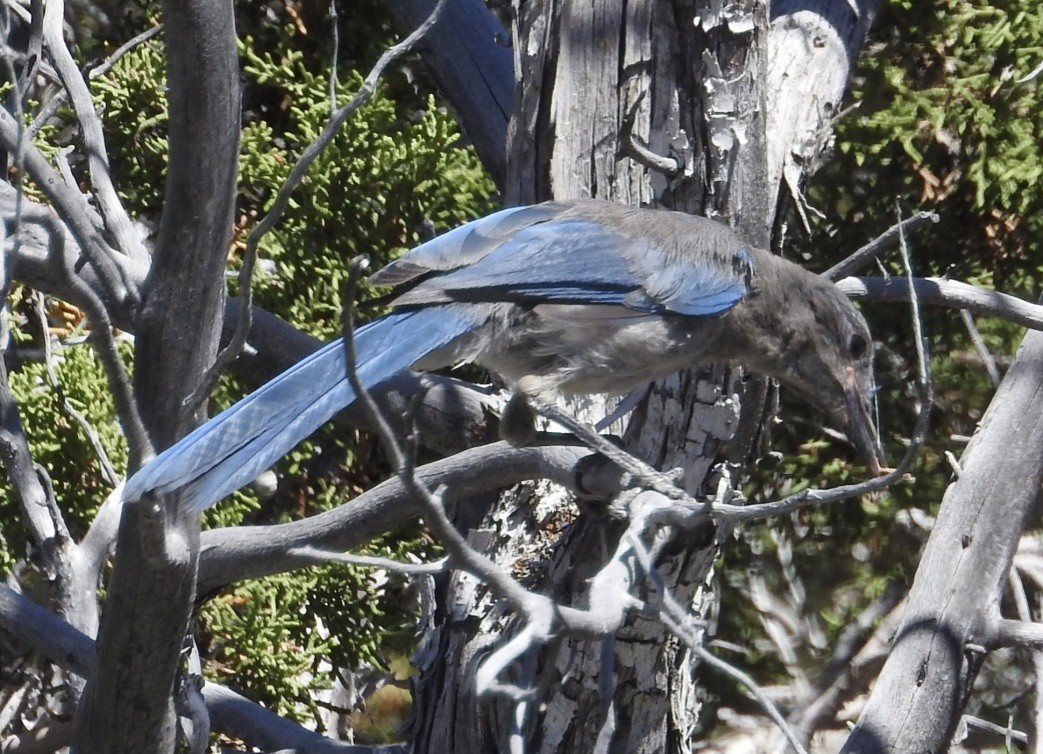 Woodhouse's Scrub-Jay - ML169016011