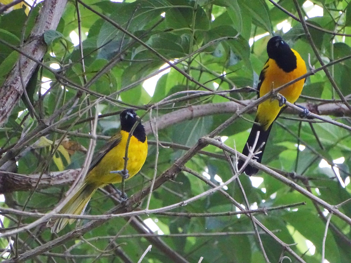 Bar-winged Oriole - Alfonso Auerbach