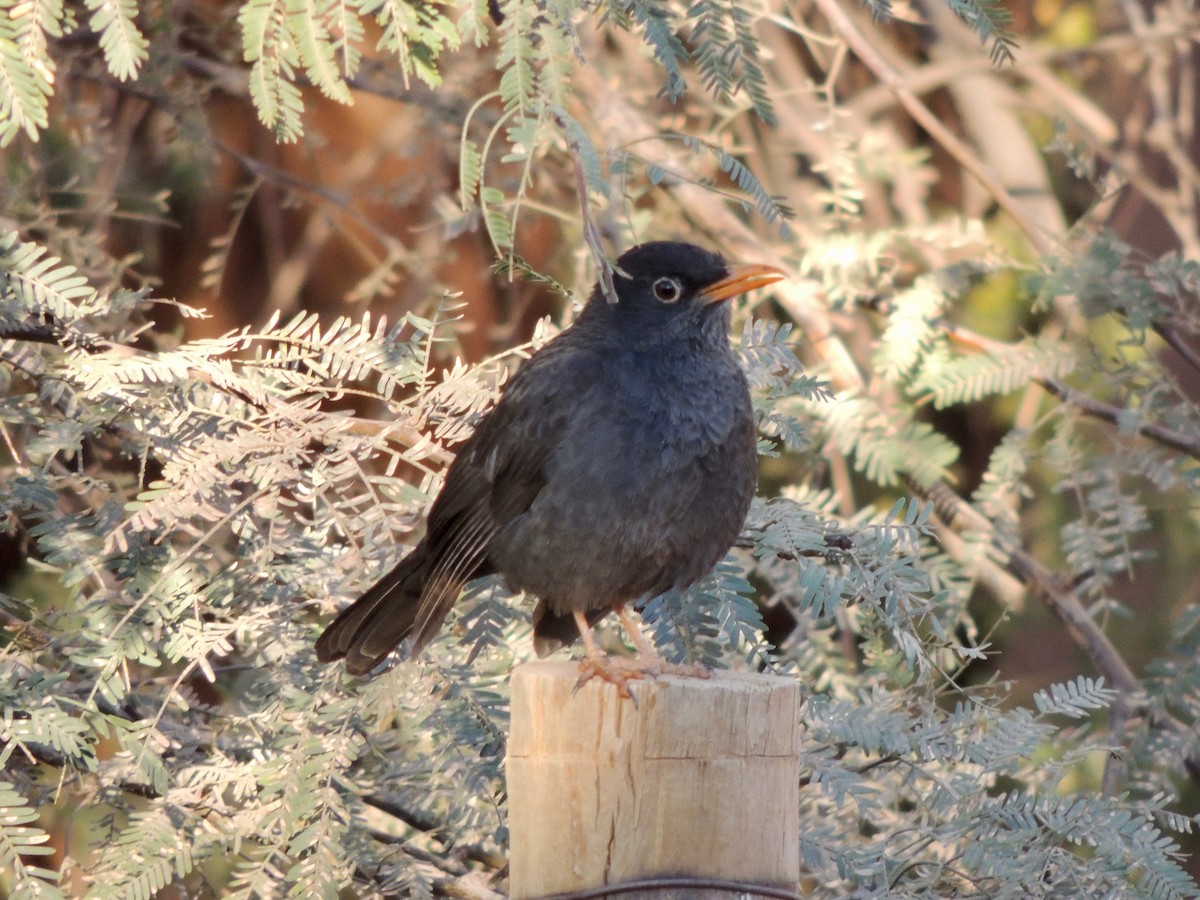 Chiguanco Thrush - ML169016771