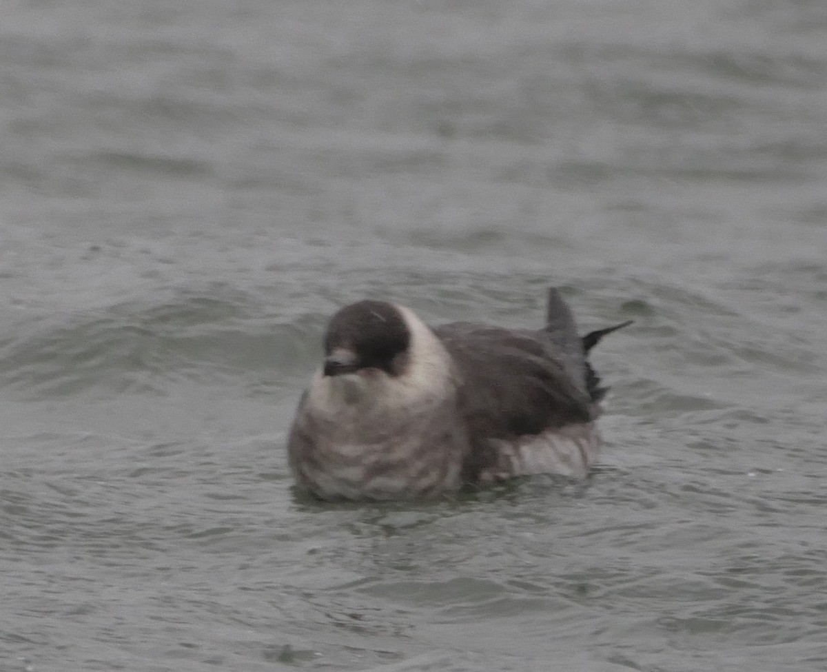 Parasitic Jaeger - ML169017141