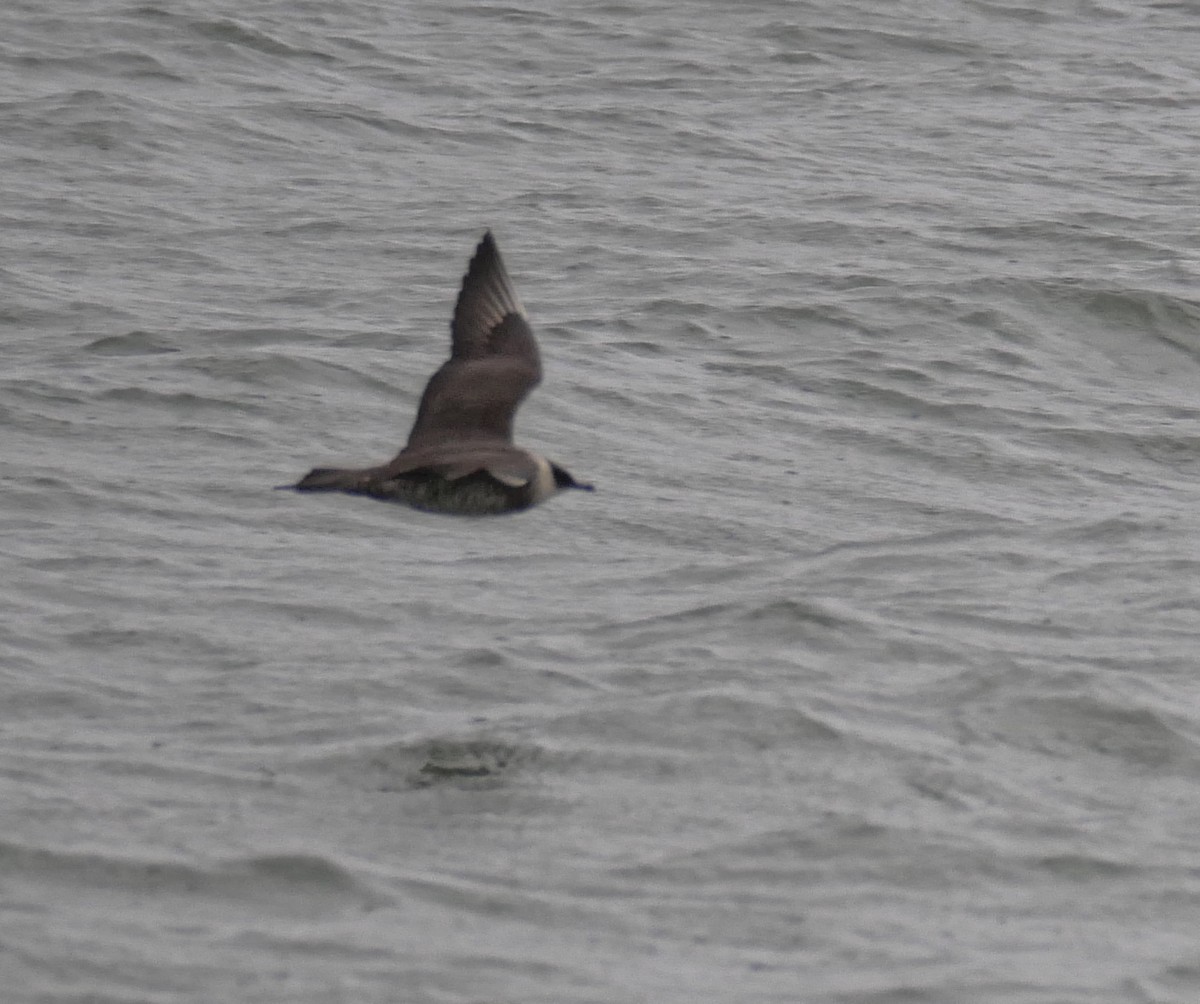 Parasitic Jaeger - David Chang