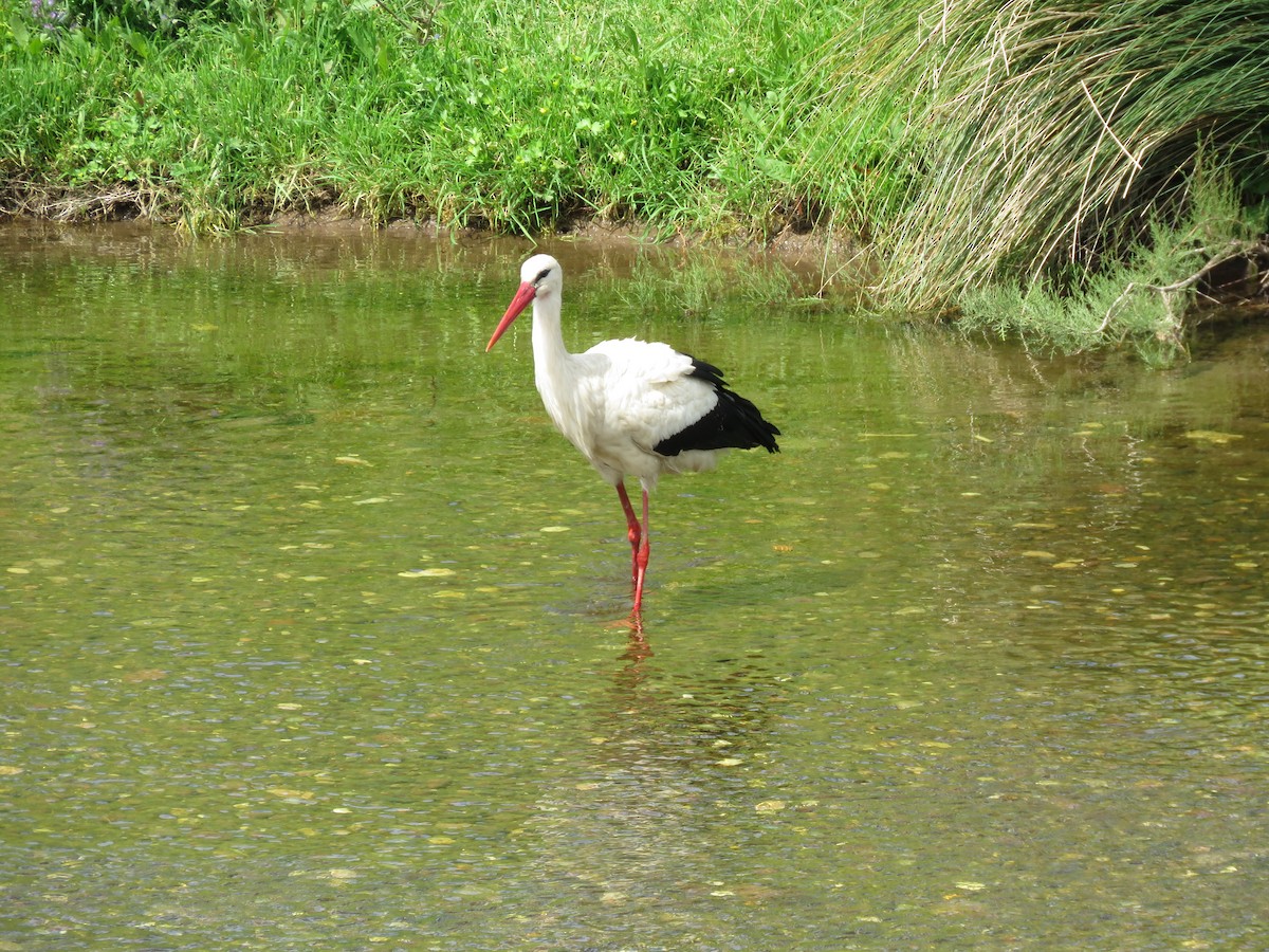 White Stork - bernadette kolb