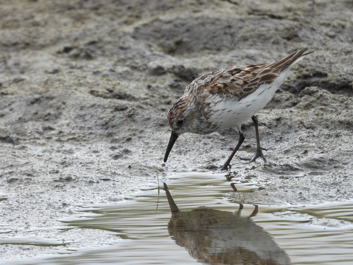 Western Sandpiper - Colby Neuman