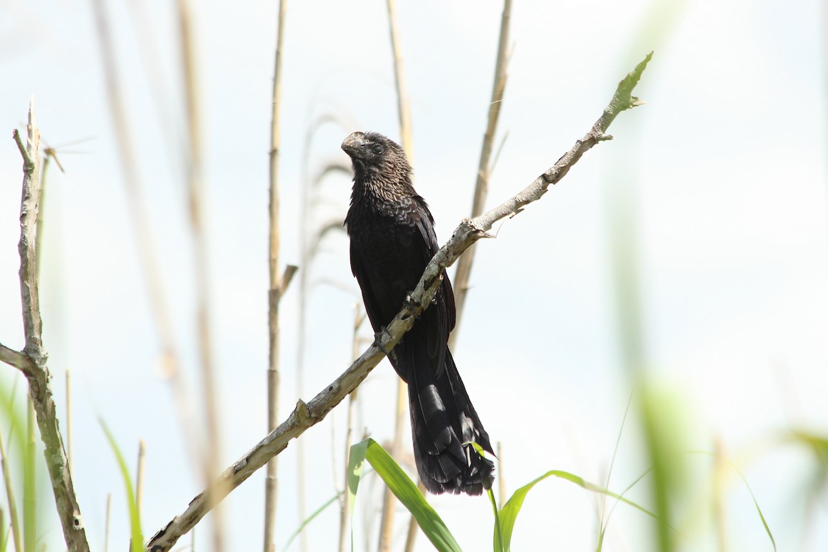 Smooth-billed Ani - ML169023601