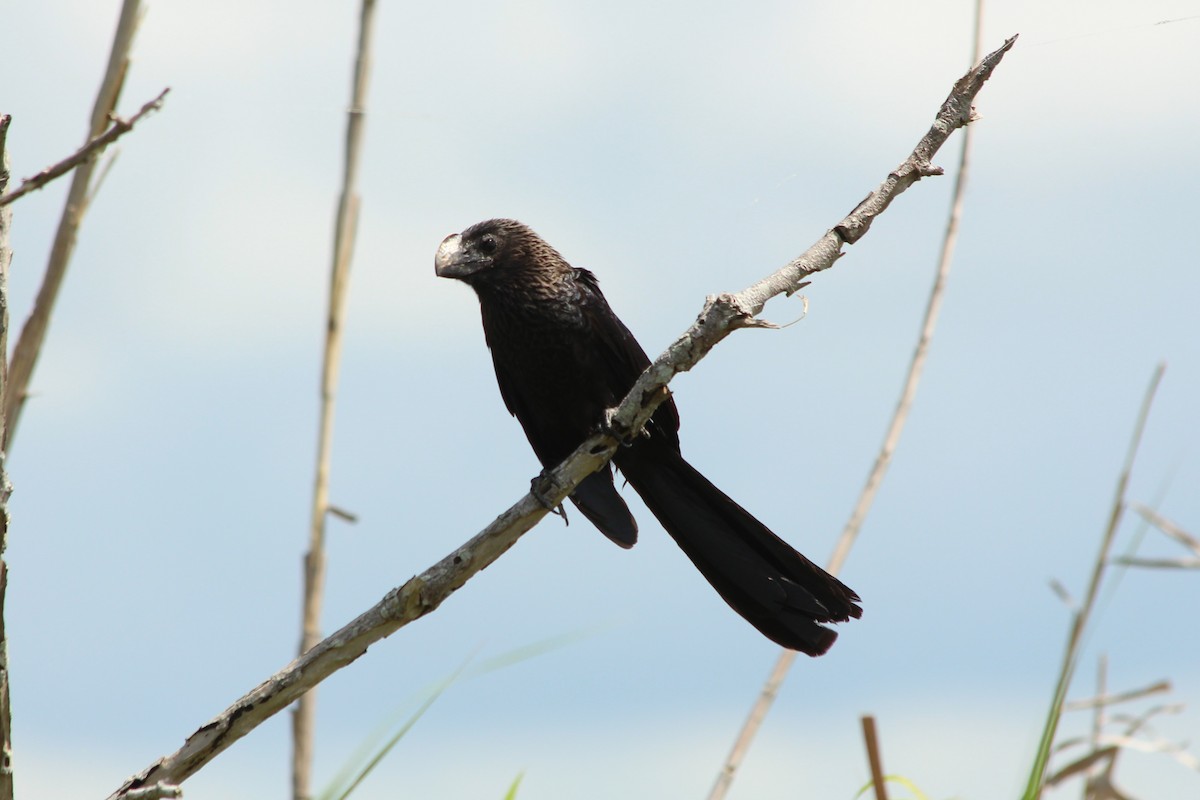 Smooth-billed Ani - ML169023611