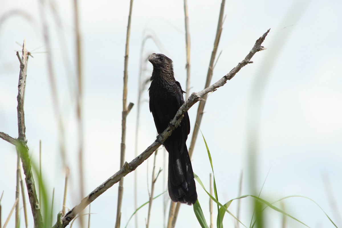 Smooth-billed Ani - ML169023621