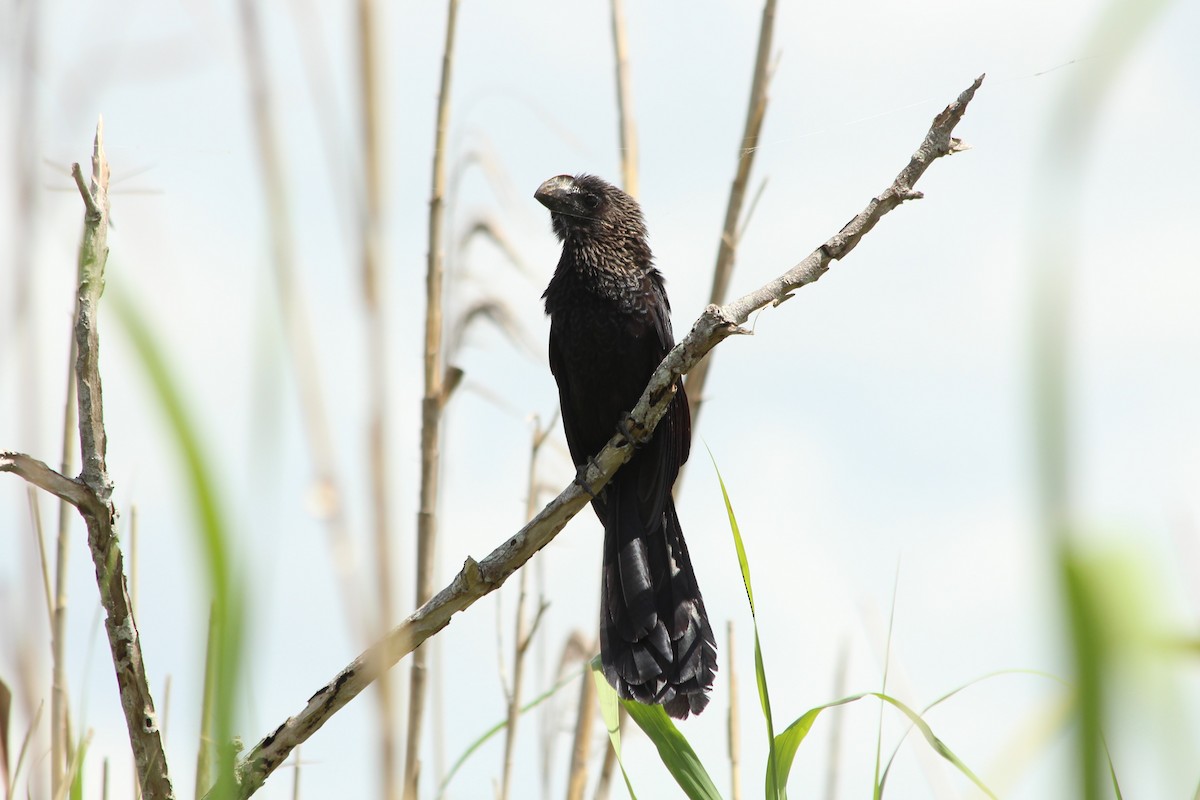 Smooth-billed Ani - ML169023631