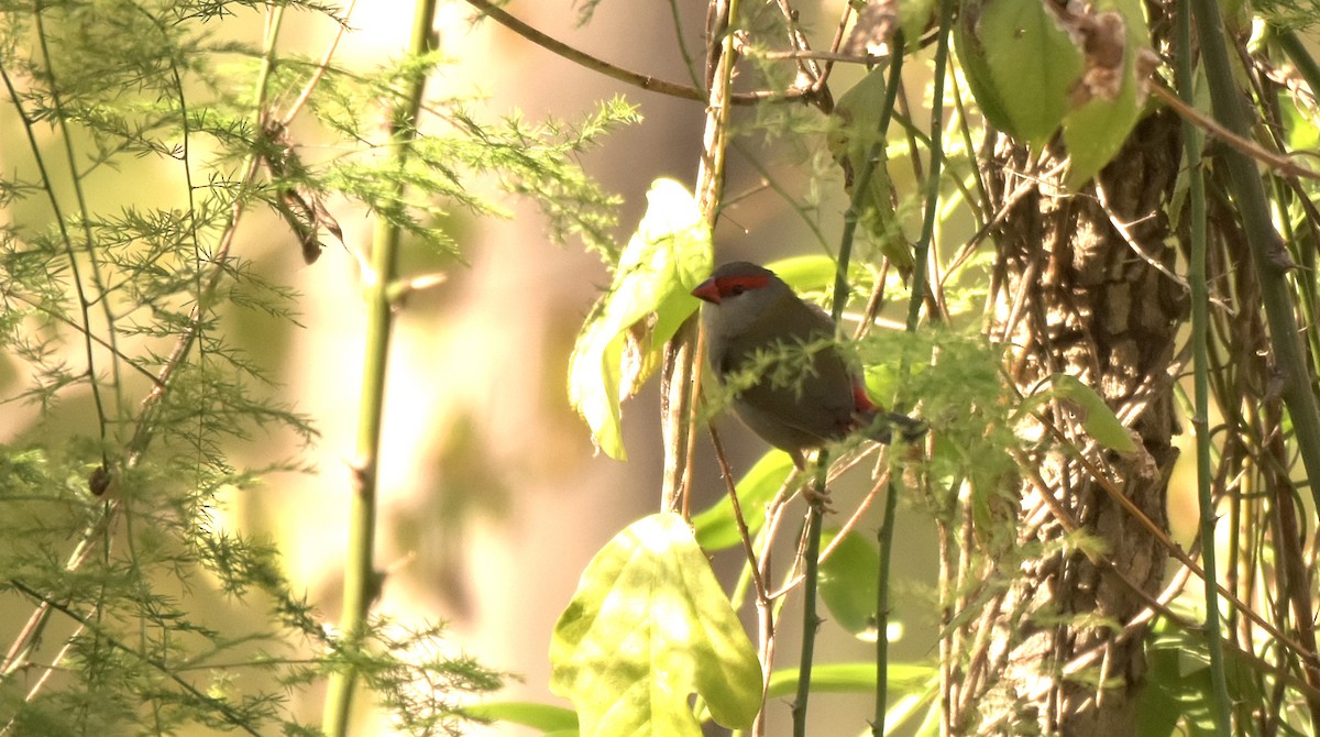Red-browed Firetail - ML169023791