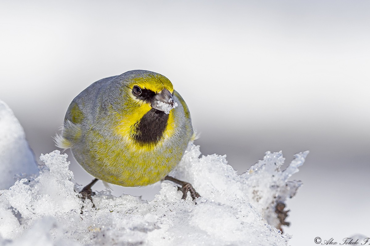 Yellow-bridled Finch - ML169024231