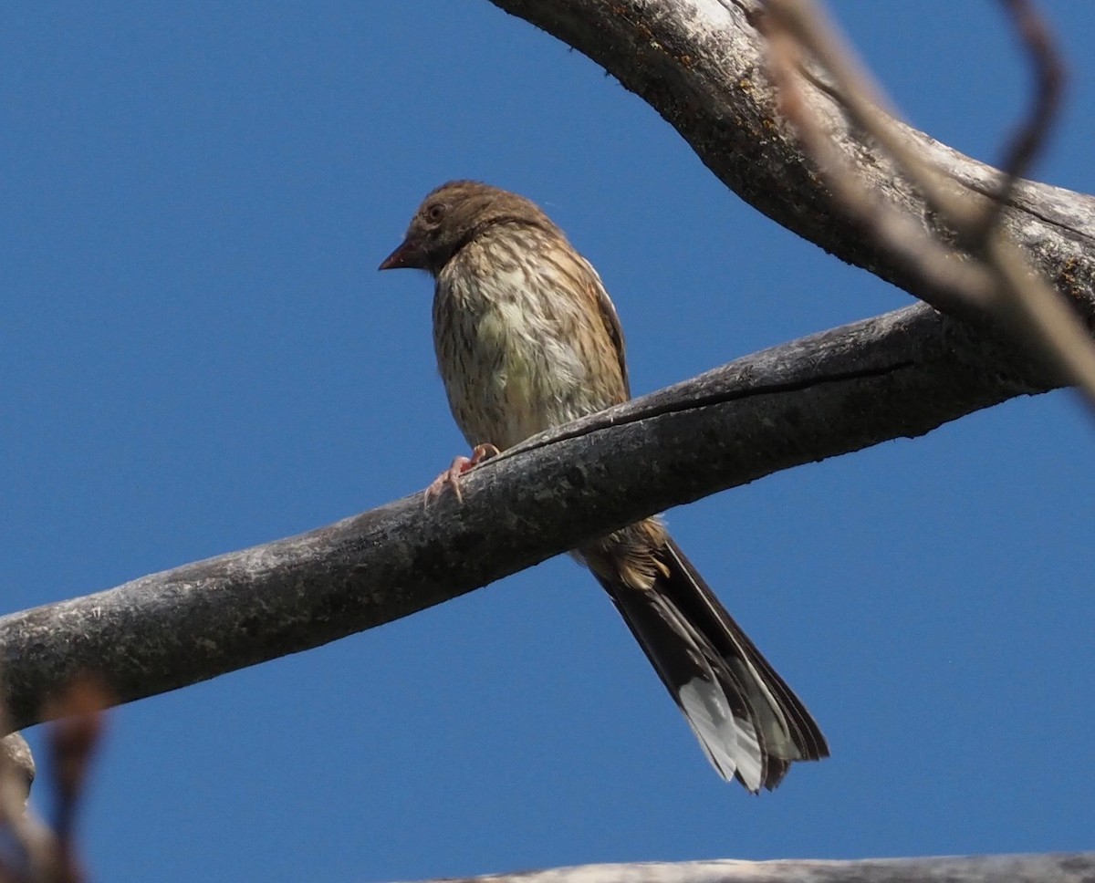 Spotted Towhee - ML169025861