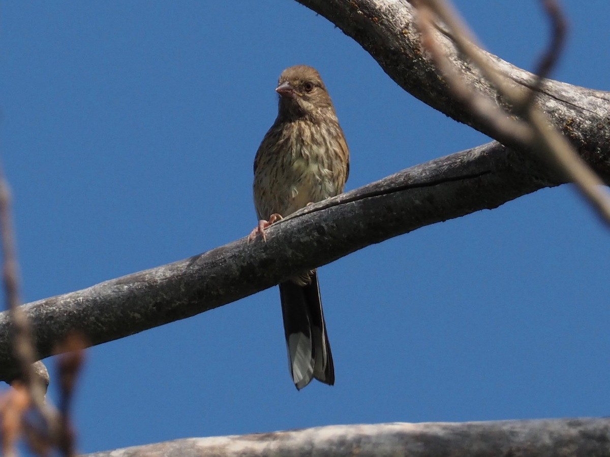 Spotted Towhee - ML169025871