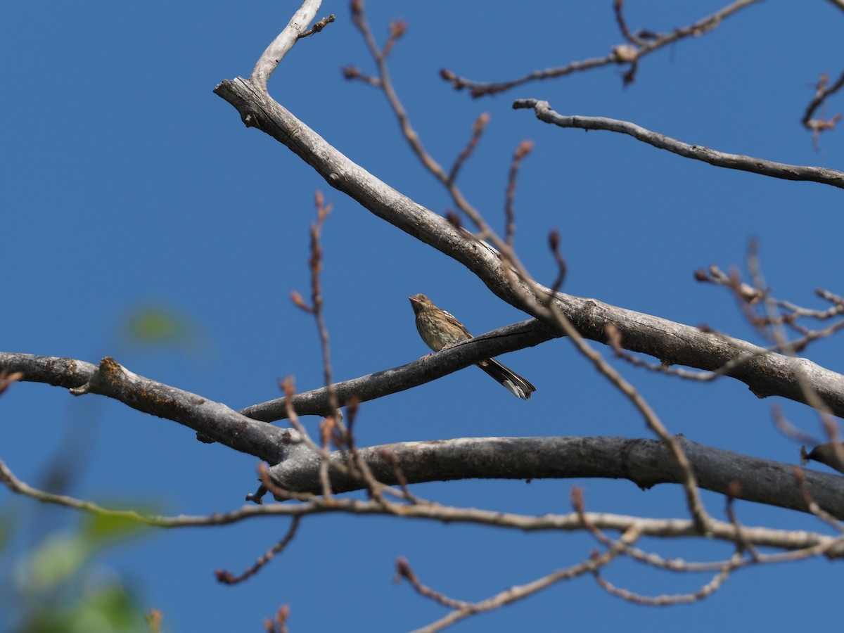 Spotted Towhee - ML169025901