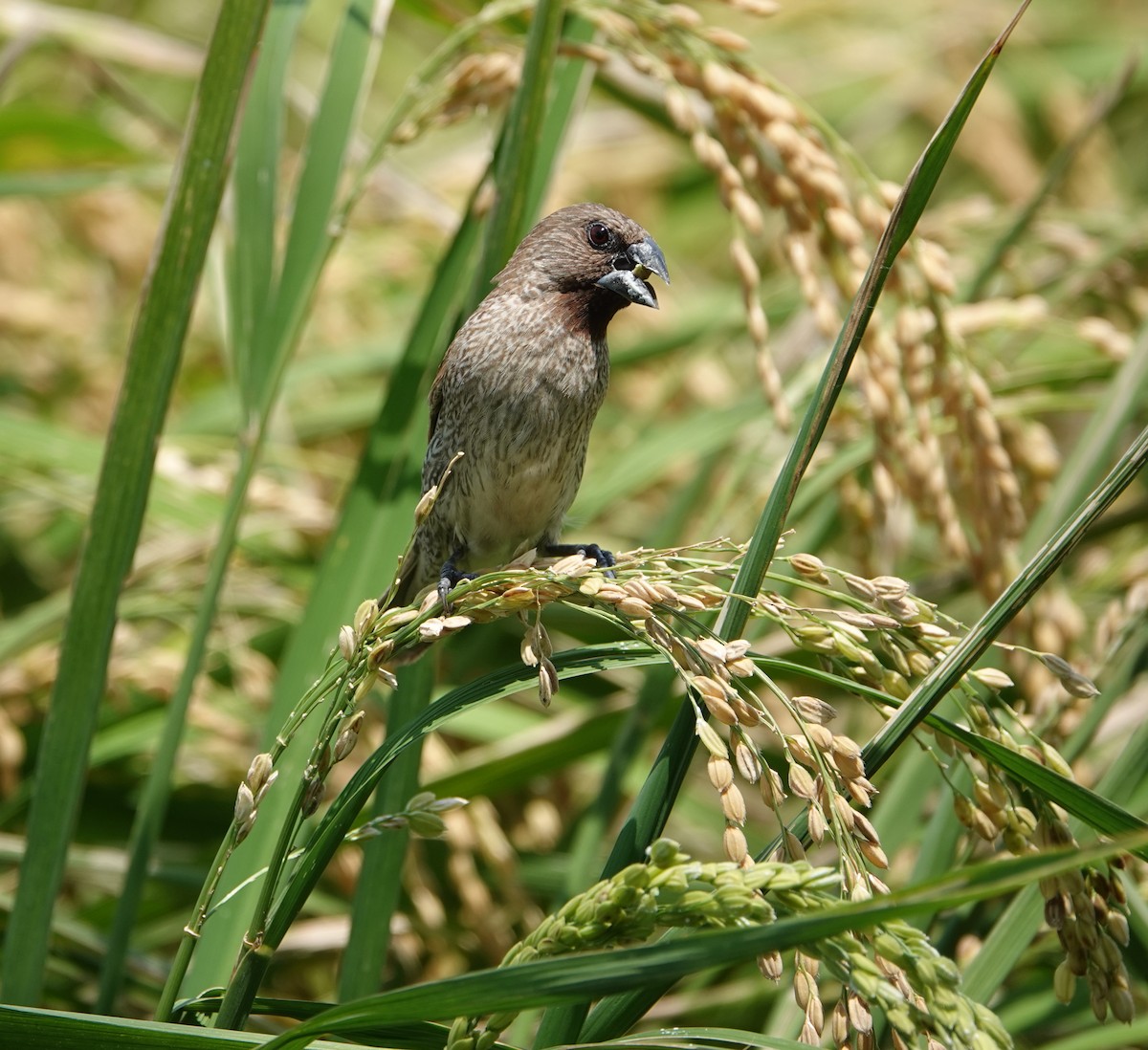 Scaly-breasted Munia - ML169027011