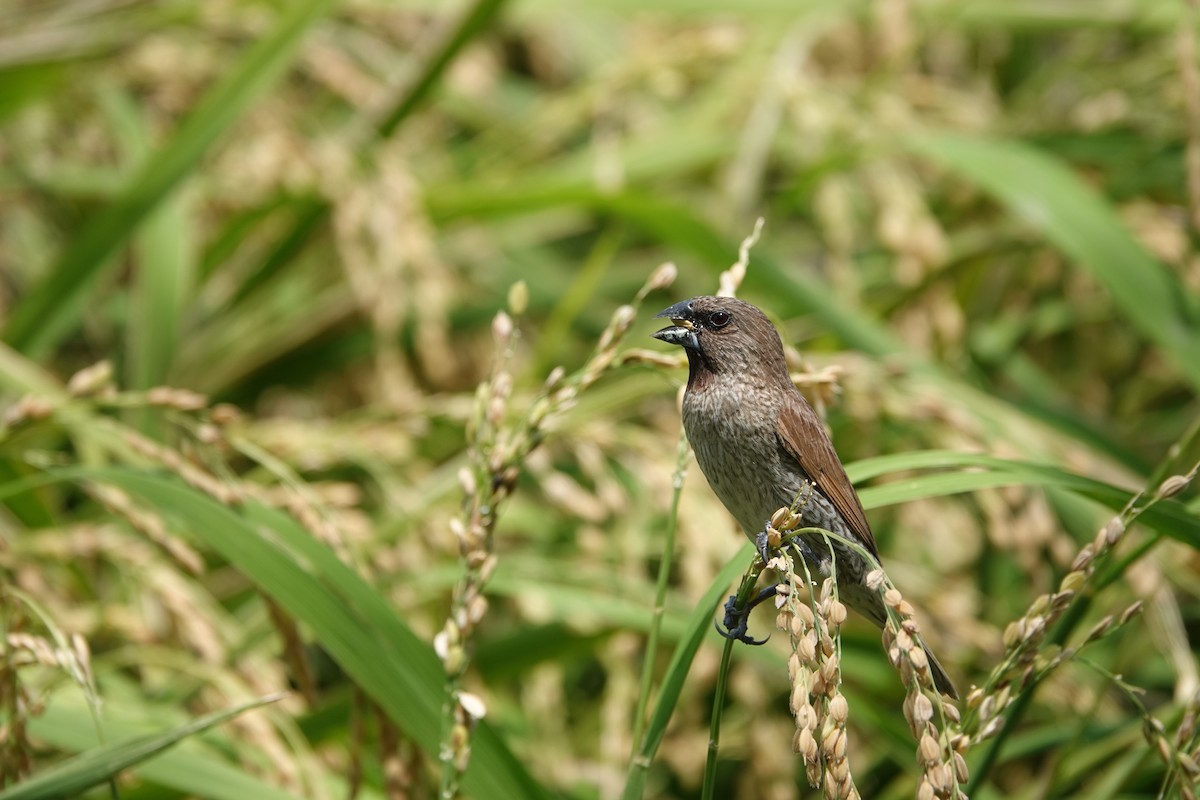 Scaly-breasted Munia - ML169027041