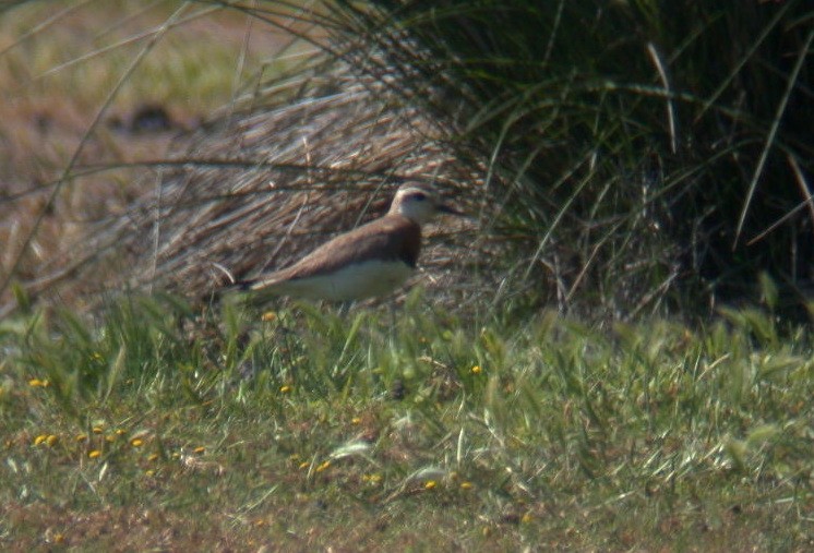 Caspian Plover - Mark Gurney