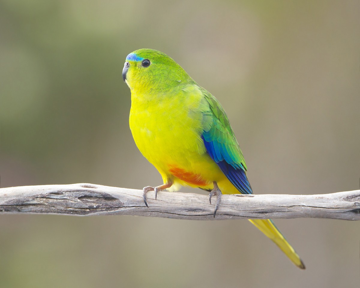 Orange-bellied Parrot - JJ Harrison