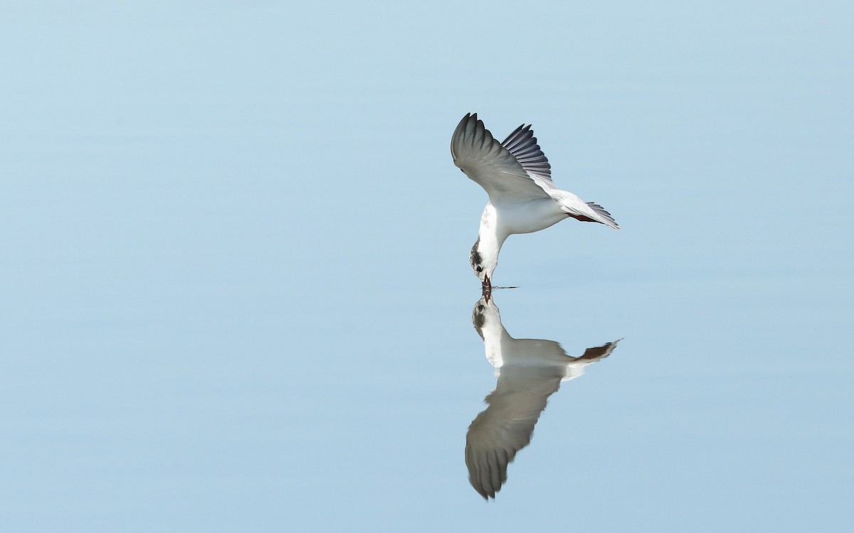 Whiskered Tern - Ged Tranter