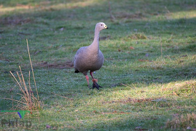 Cape Barren Goose - ML169030351