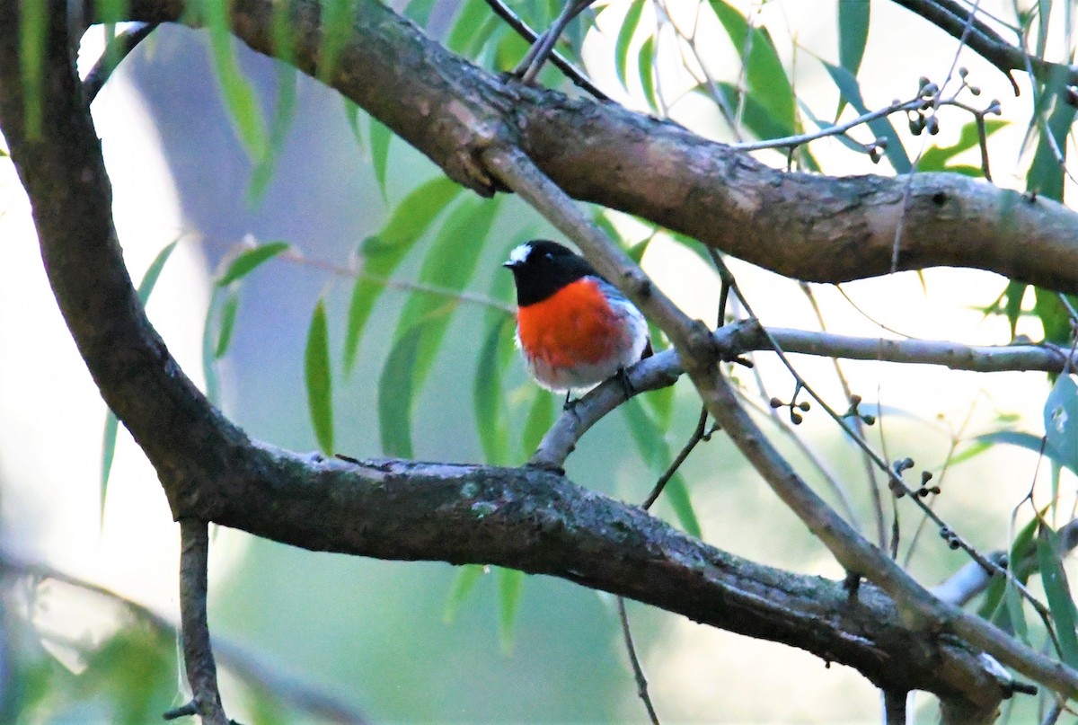 Scarlet Robin (Scarlet) - ML169032091