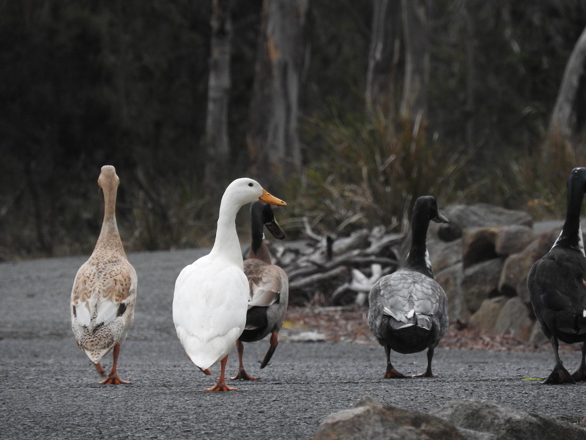 Mallard (Domestic type) - ML169033761