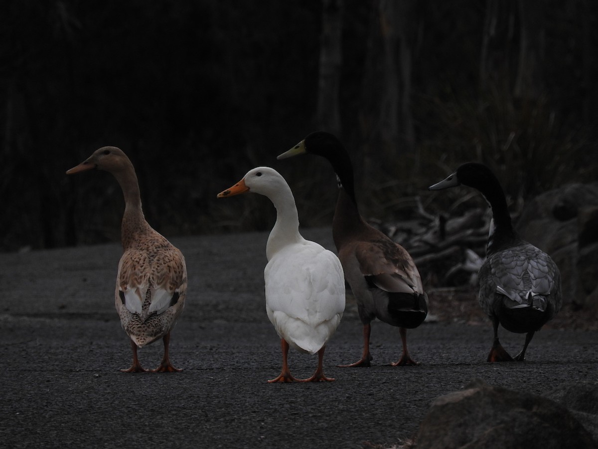 Mallard (Domestic type) - George Vaughan