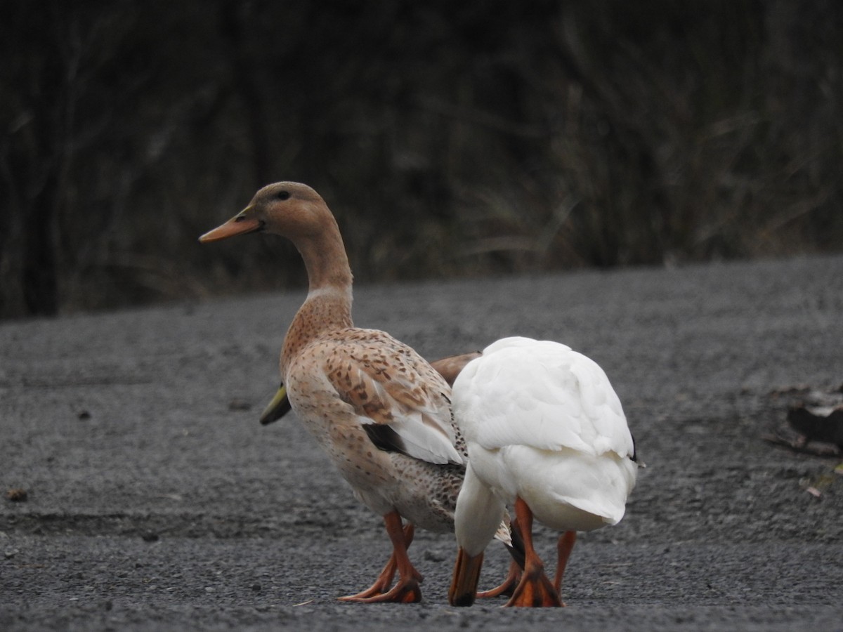 Mallard (Domestic type) - George Vaughan