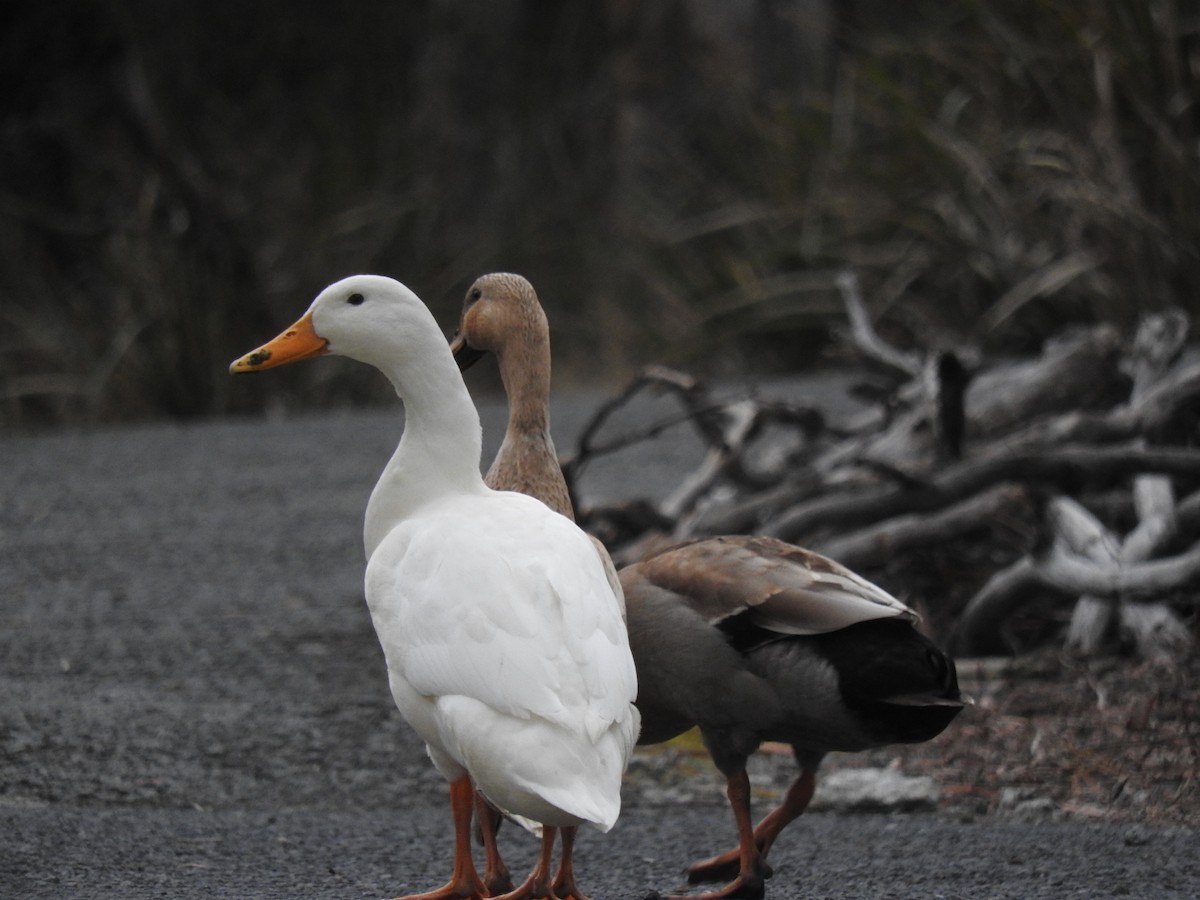 Canard colvert (forme domestique) - ML169033821