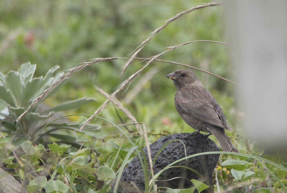 Asian Rosy-Finch - ML169034031