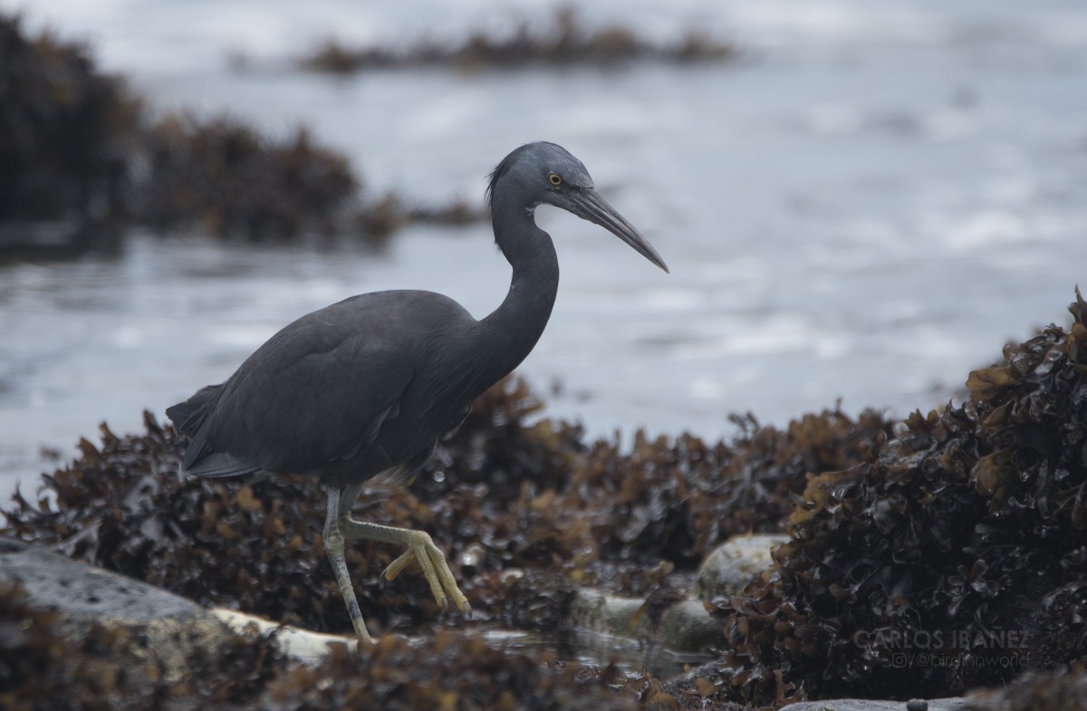 Pacific Reef-Heron - Anonymous