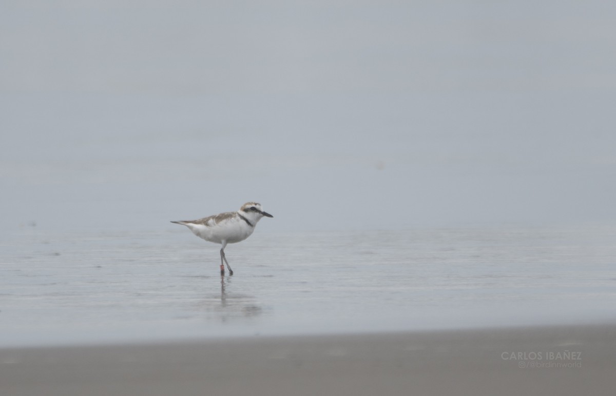 Kentish Plover - ML169034561