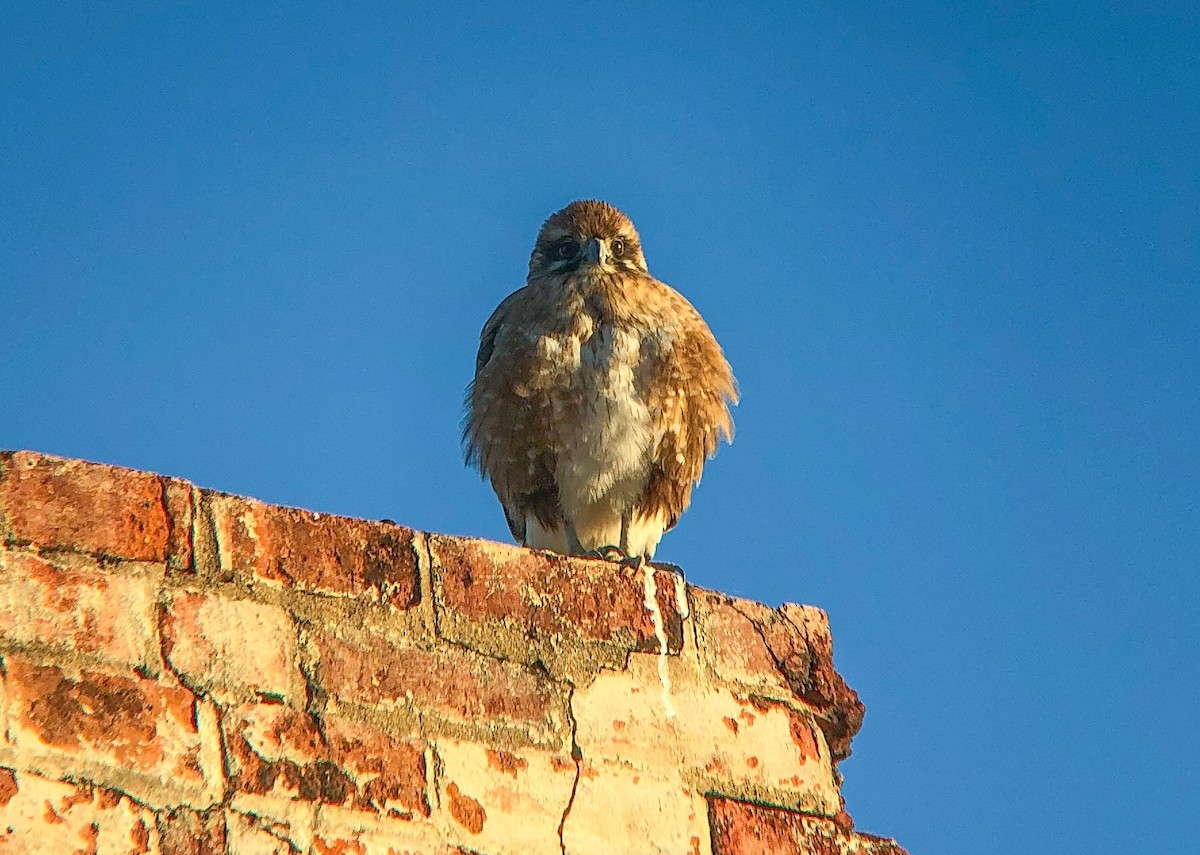 Brown Falcon - ML169034571