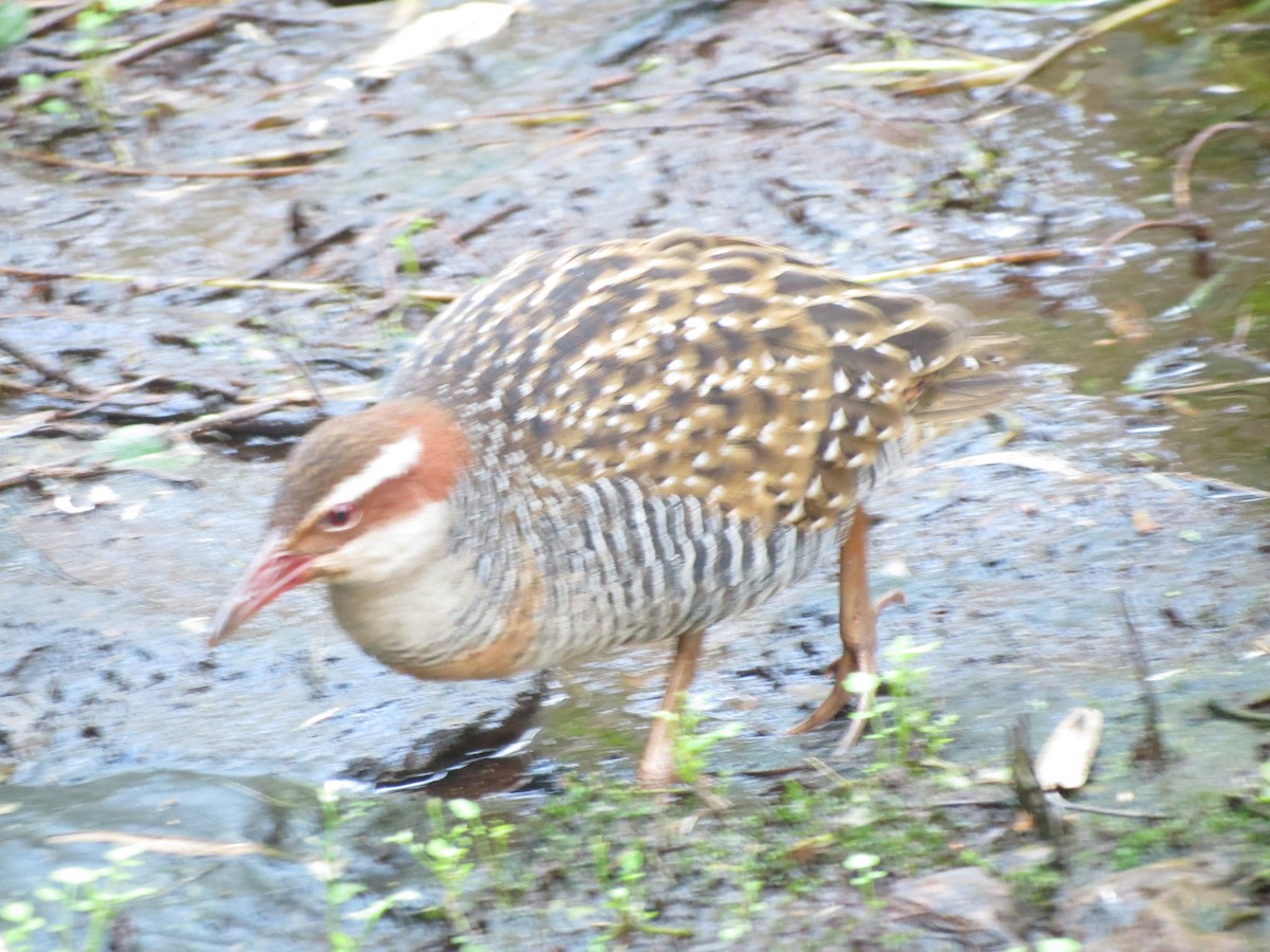 Buff-banded Rail - ML169034811