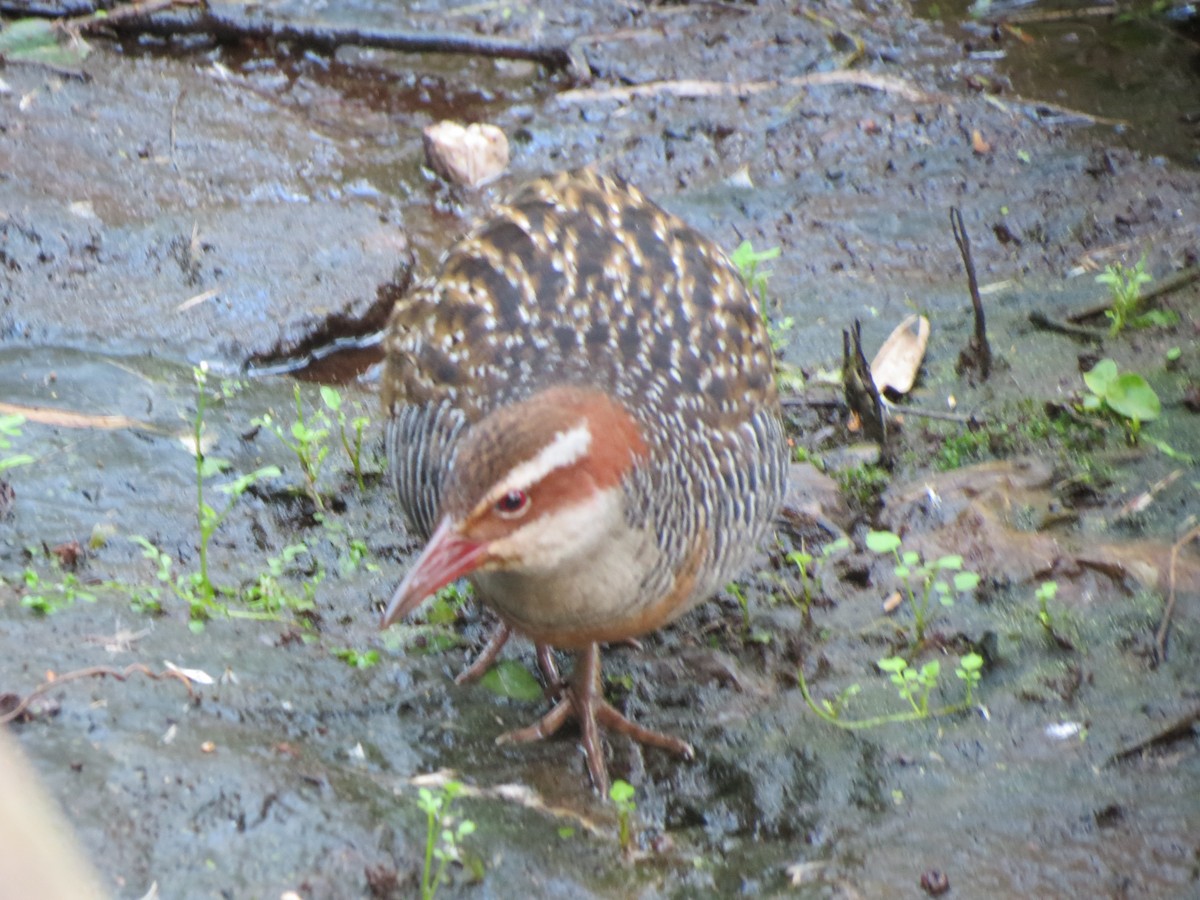 Buff-banded Rail - ML169034831