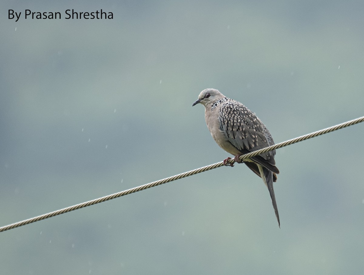 Spotted Dove - ML169035581