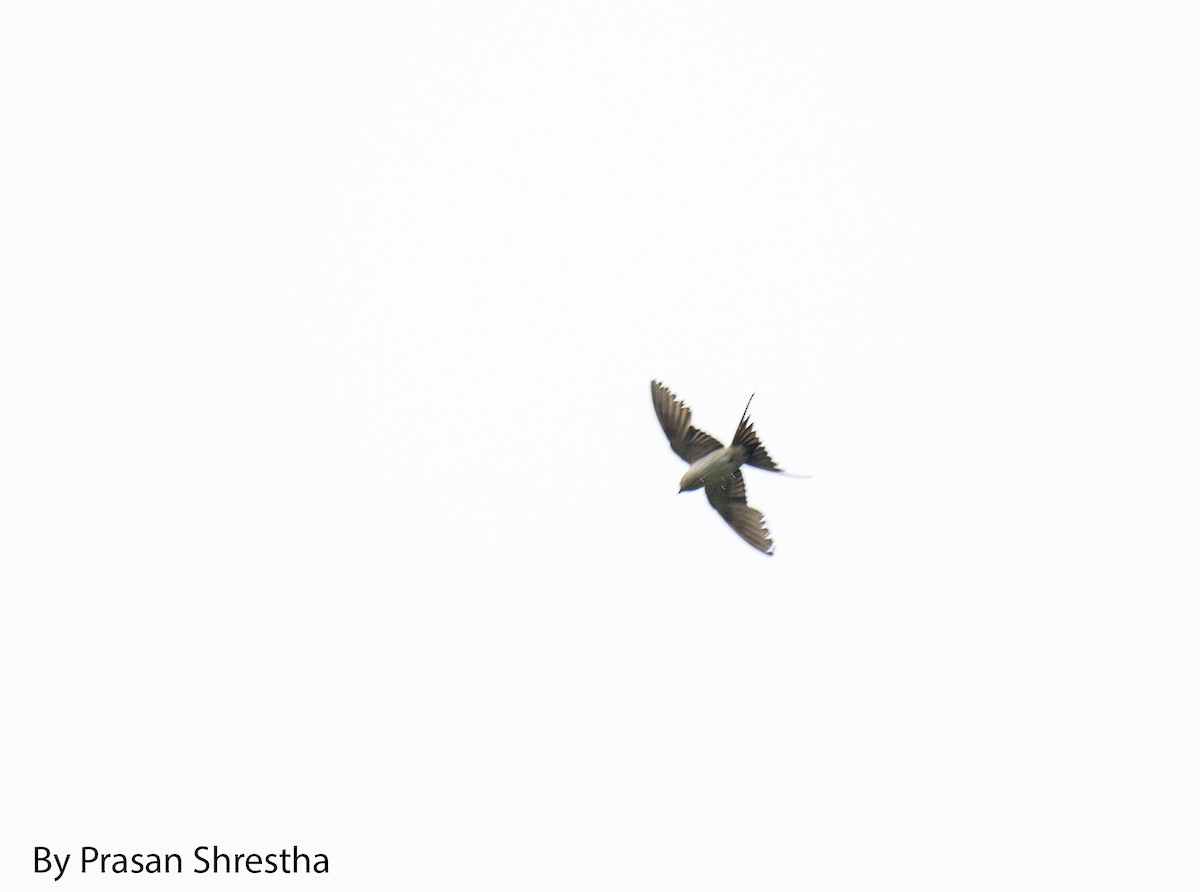 Red-rumped Swallow - ML169035921