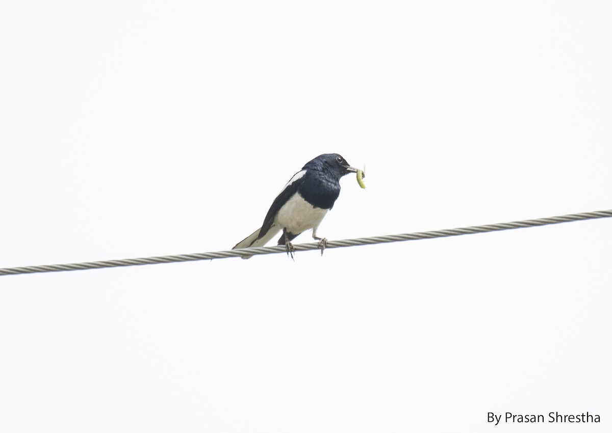 Oriental Magpie-Robin - ML169035961