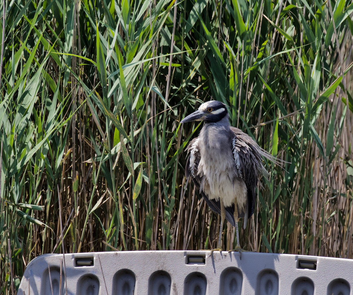 Yellow-crowned Night Heron - ML169038161