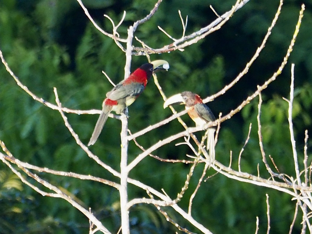 Red-necked Aracari - Carol & Carl Trovall