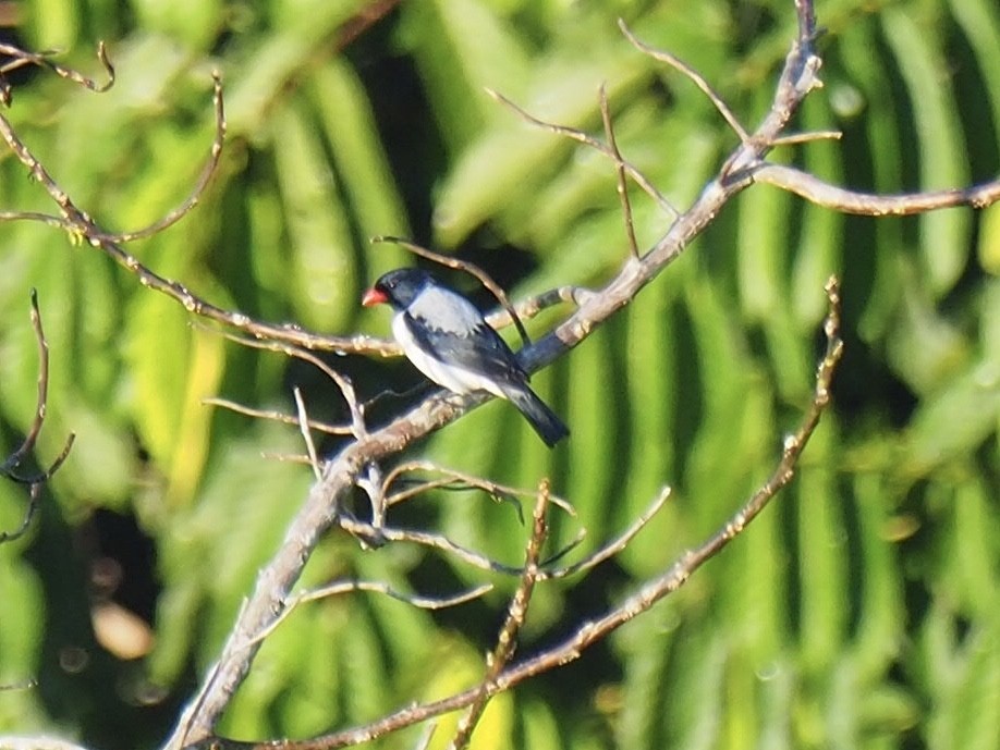 Red-billed Pied Tanager - ML169040281