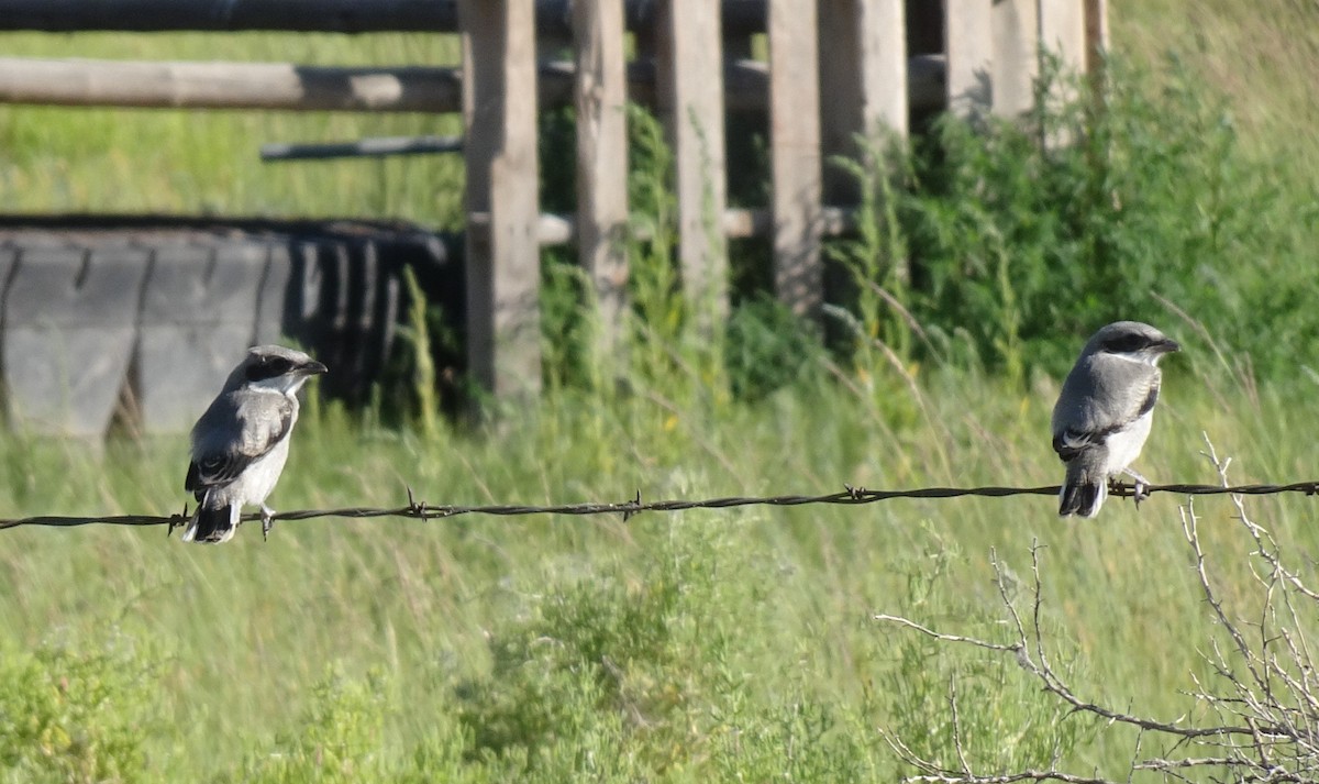 Loggerhead Shrike - ML169040811