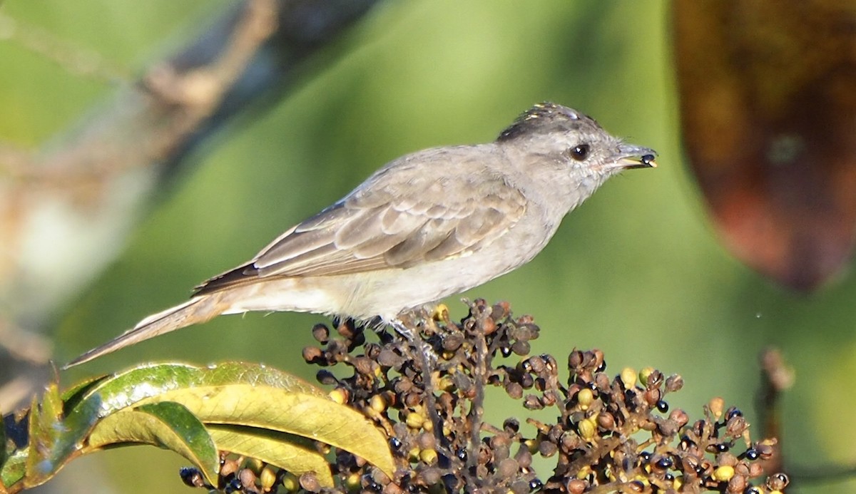 Crowned Slaty Flycatcher - ML169040891