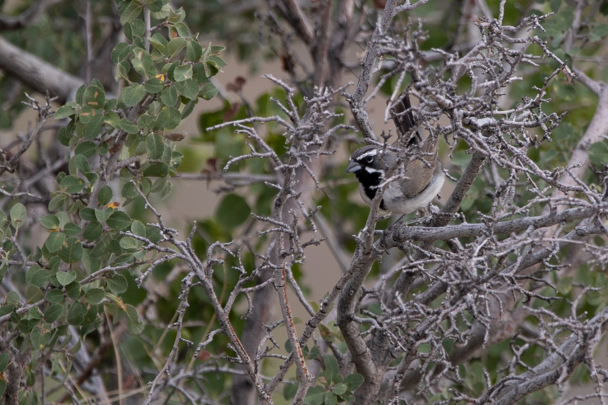 Black-throated Sparrow - ML169040921