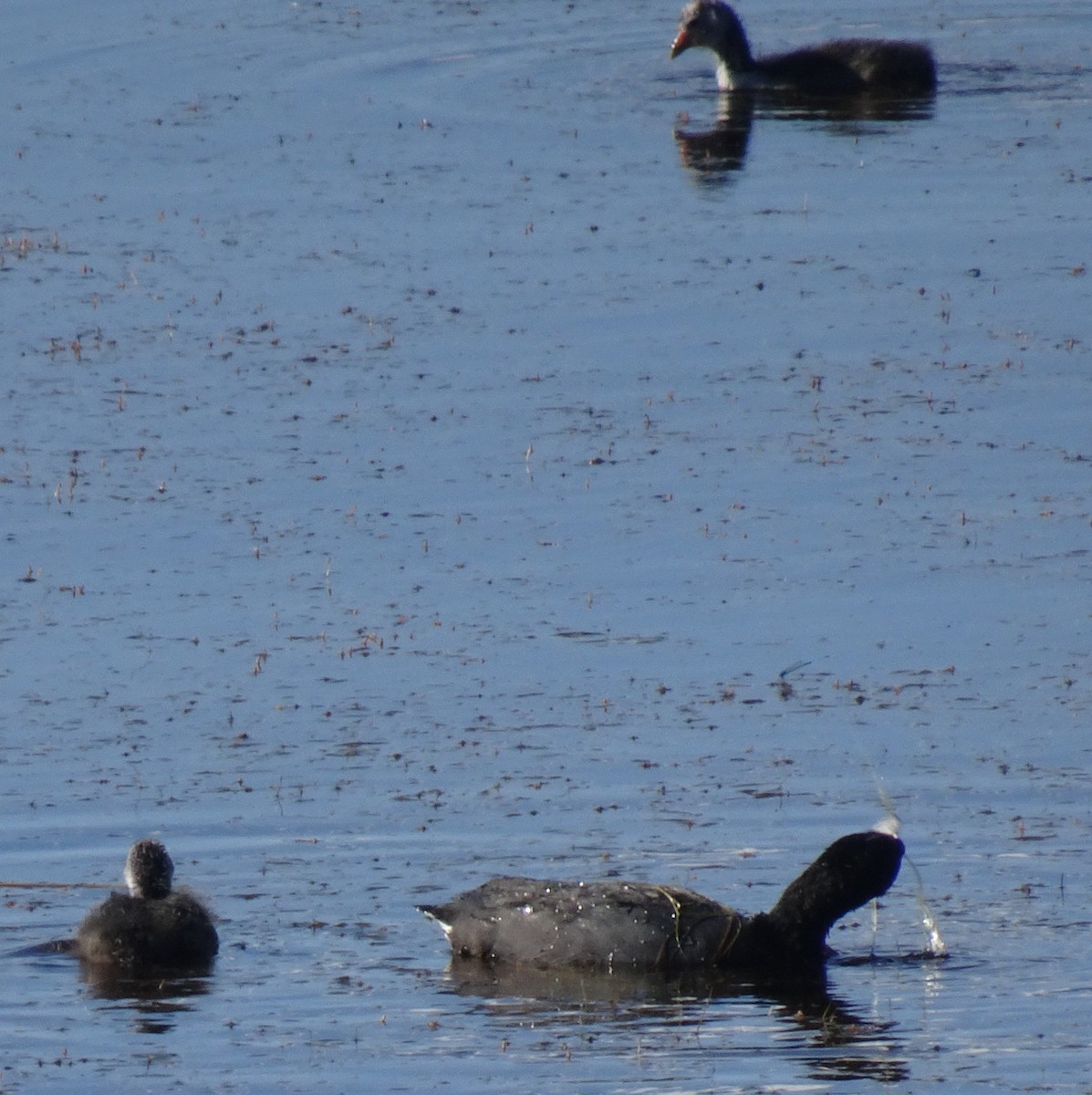 American Coot - ML169040951