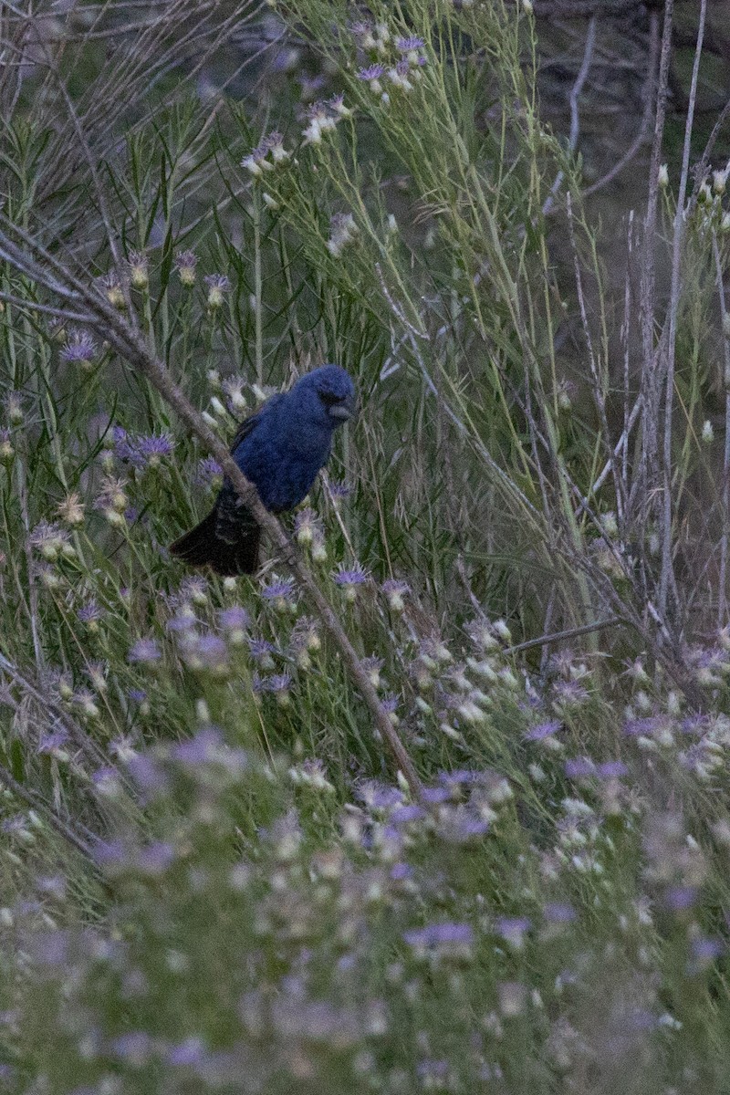 Blue Grosbeak - ML169041011