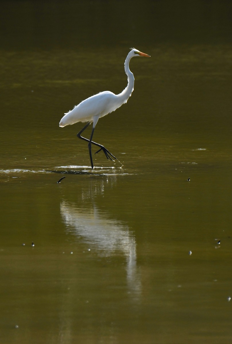 Great Egret - Anonymous