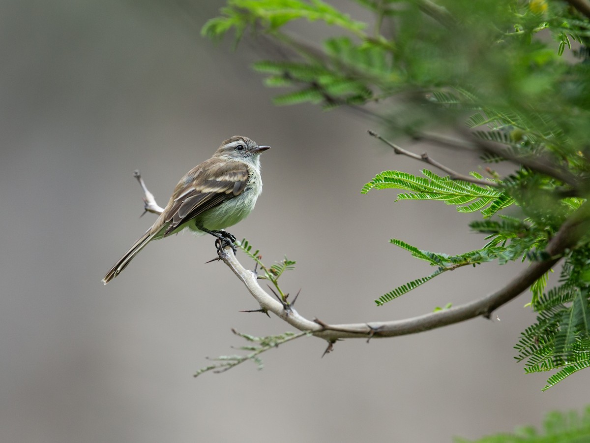 Northern Mouse-colored Tyrannulet - ML169042061