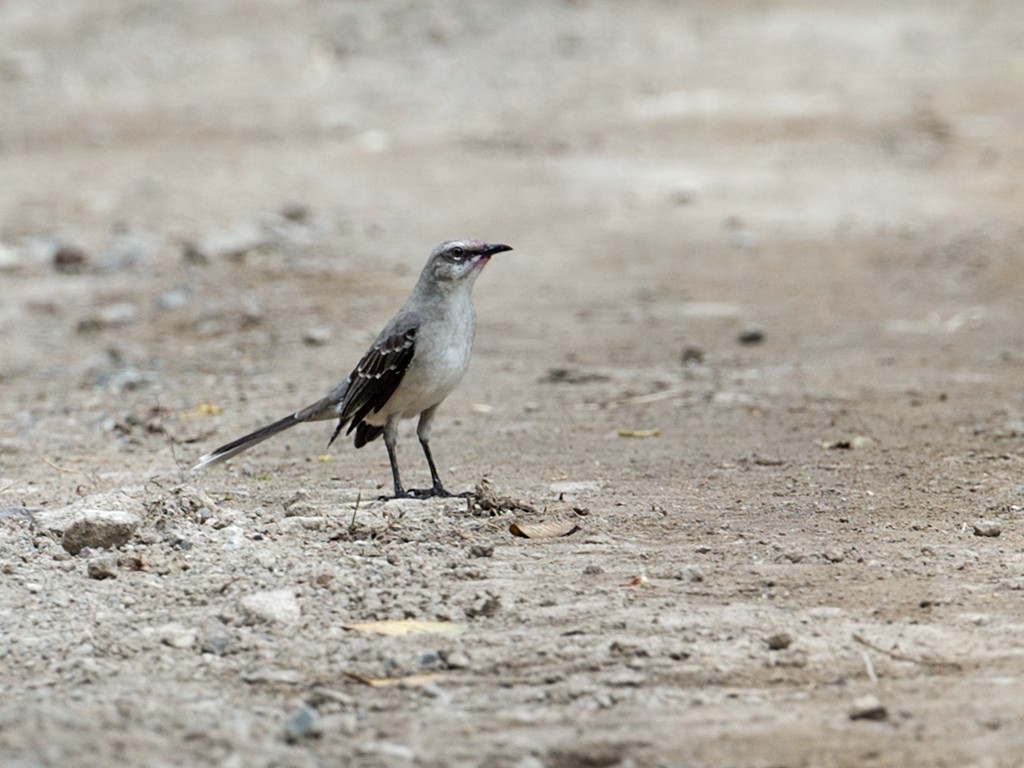 Tropical Mockingbird (Southern) - ML169042261